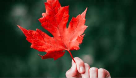 maple leaf